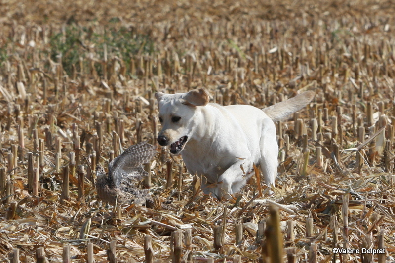 Field Erstein 09 (56).JPG